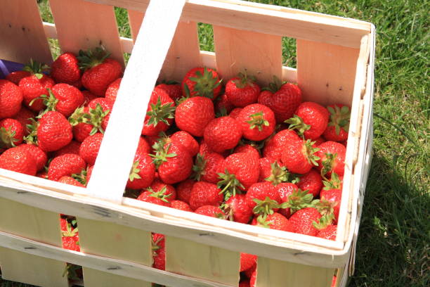 strawberries freshly picked from the field